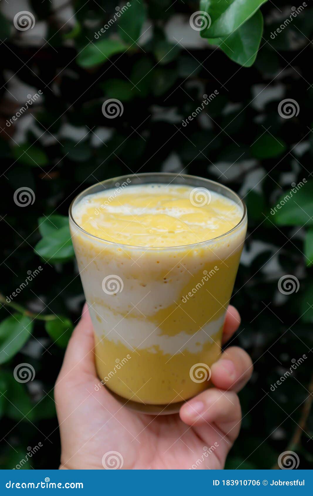 Mango Juice or Mango Smoothies with Milk Stock Photo Image of handing