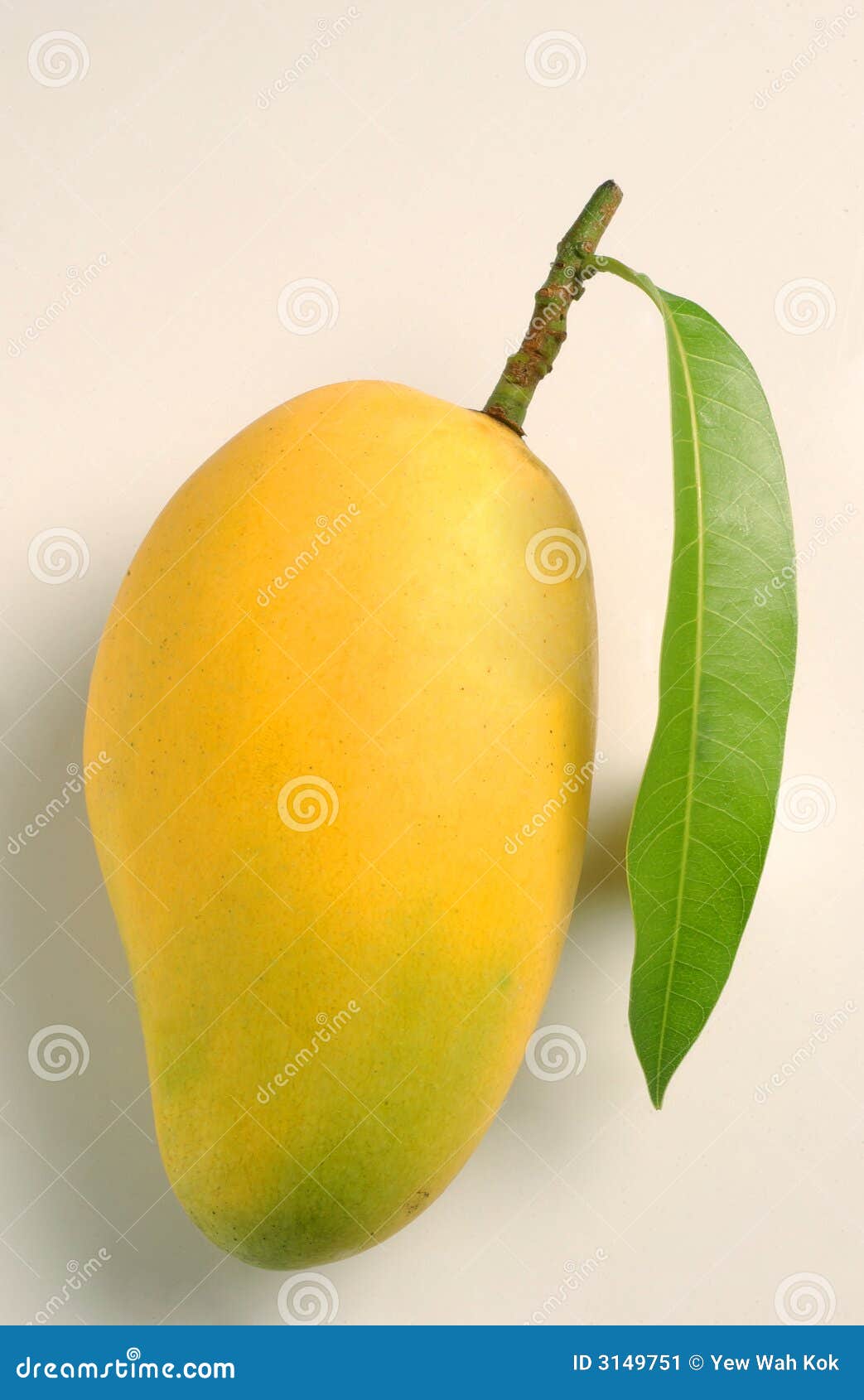 Mango And Leaf Stock Image Image 3149751