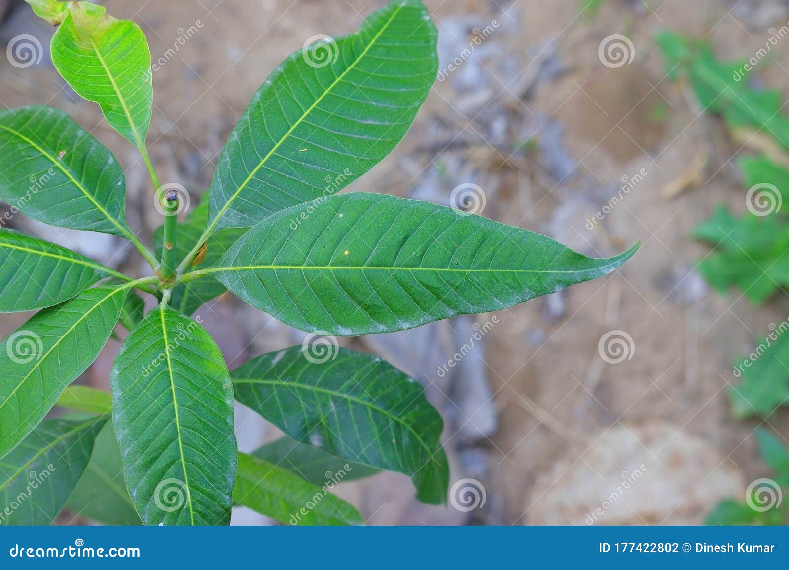 Mango leaf stock photo. Image of environment, mango 177422802