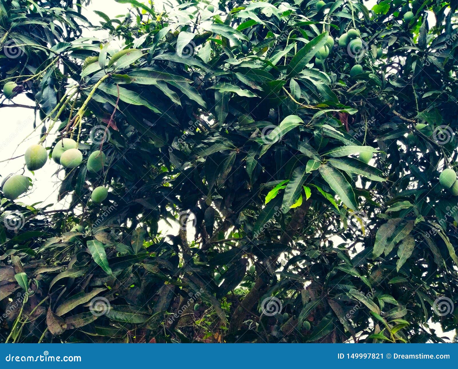 mango in mango tree surrounded with mango leafs. langra aam