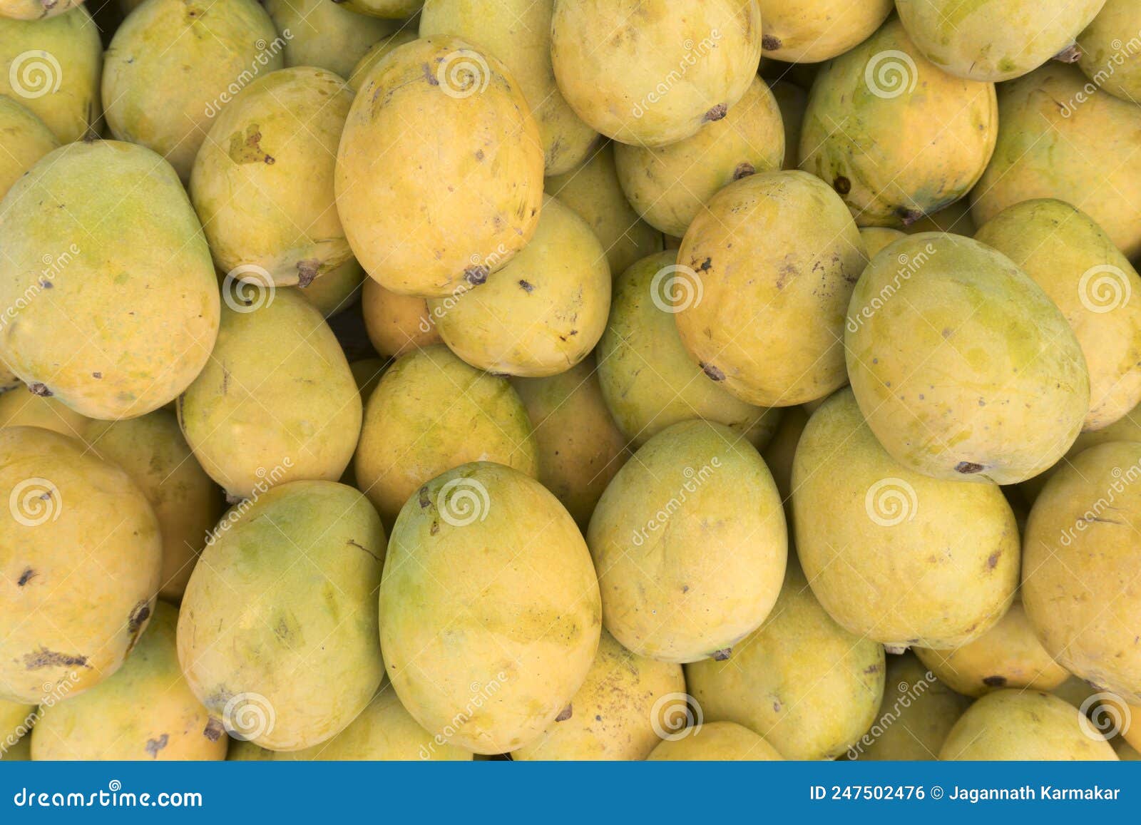 Mango Is The National Fruit Of India. This Fruit Is Very Testy. Many Shots Of Mangoes Have Been