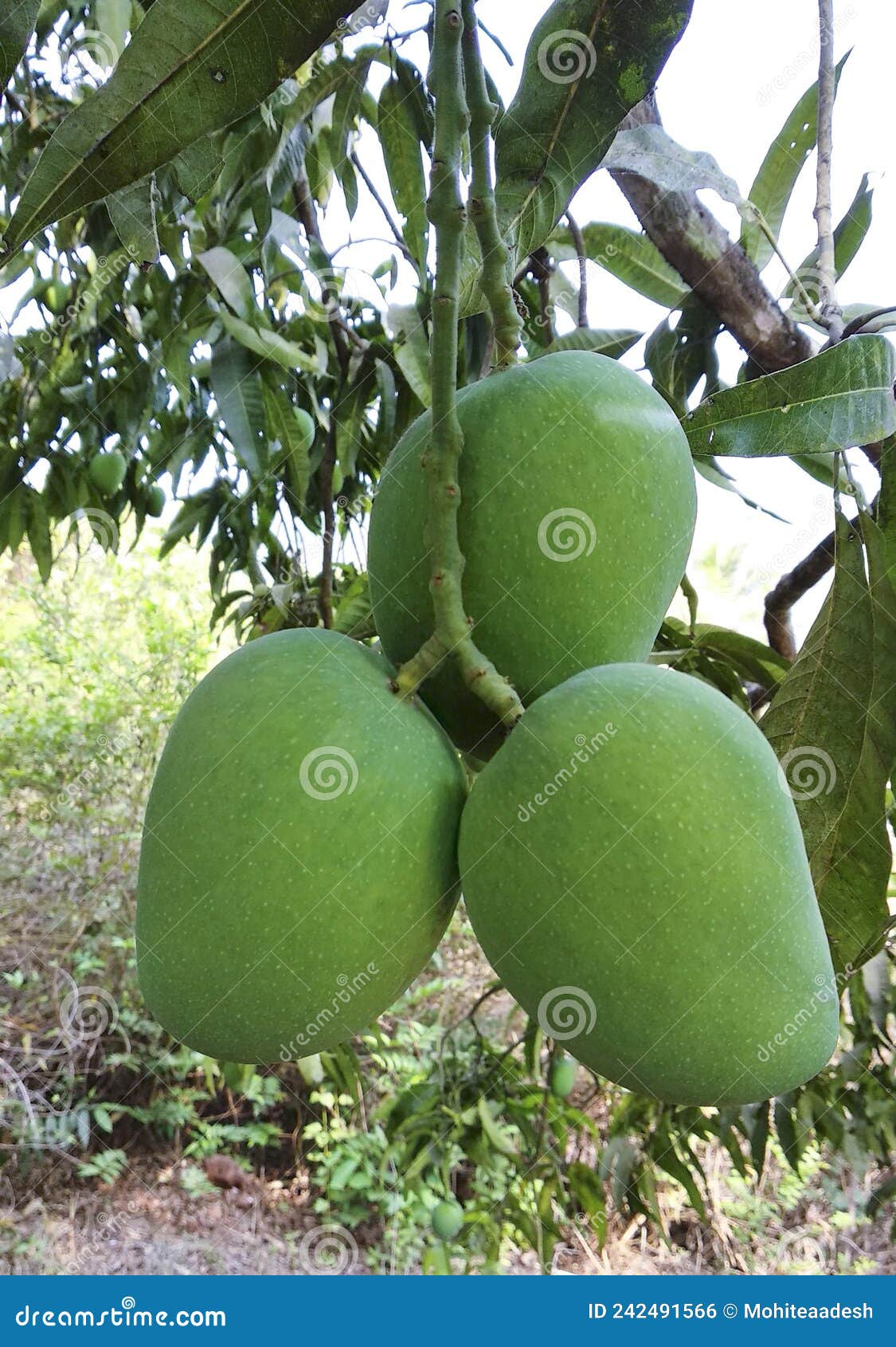 hanging green hapus mango on tree.