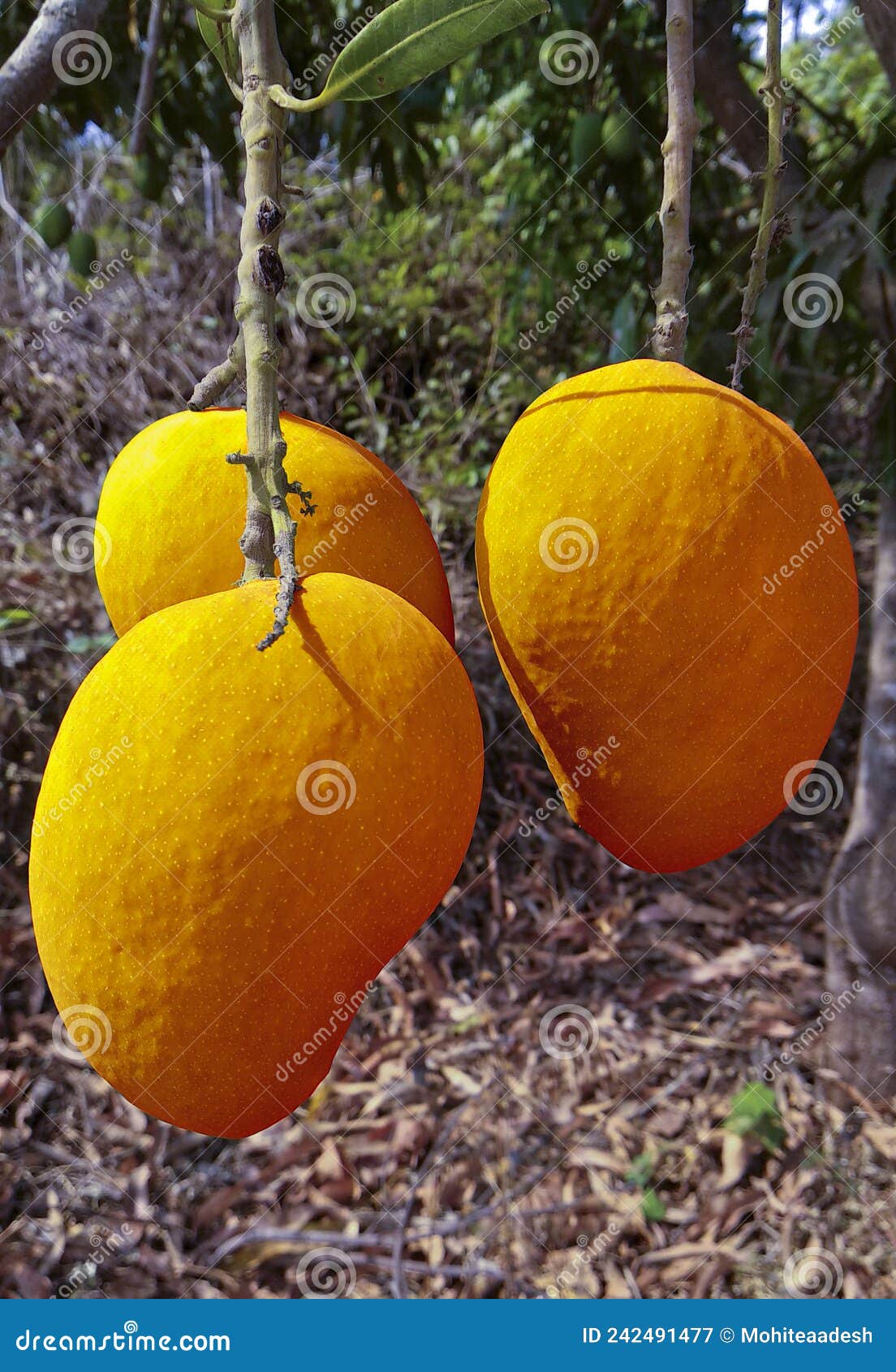 hapus mango hanging on branch of tree. maharashtra-india.