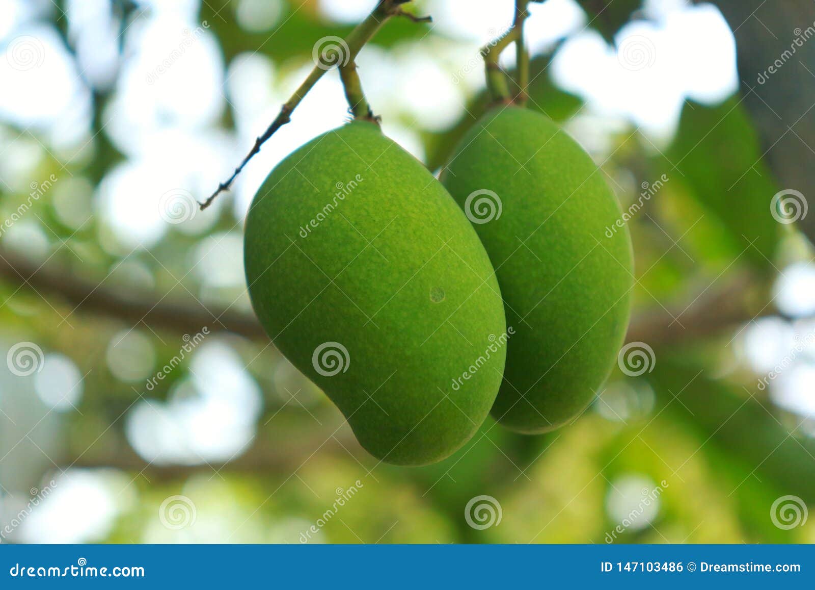 Owocowa mango zieleni greenmangoes natura rozmyta