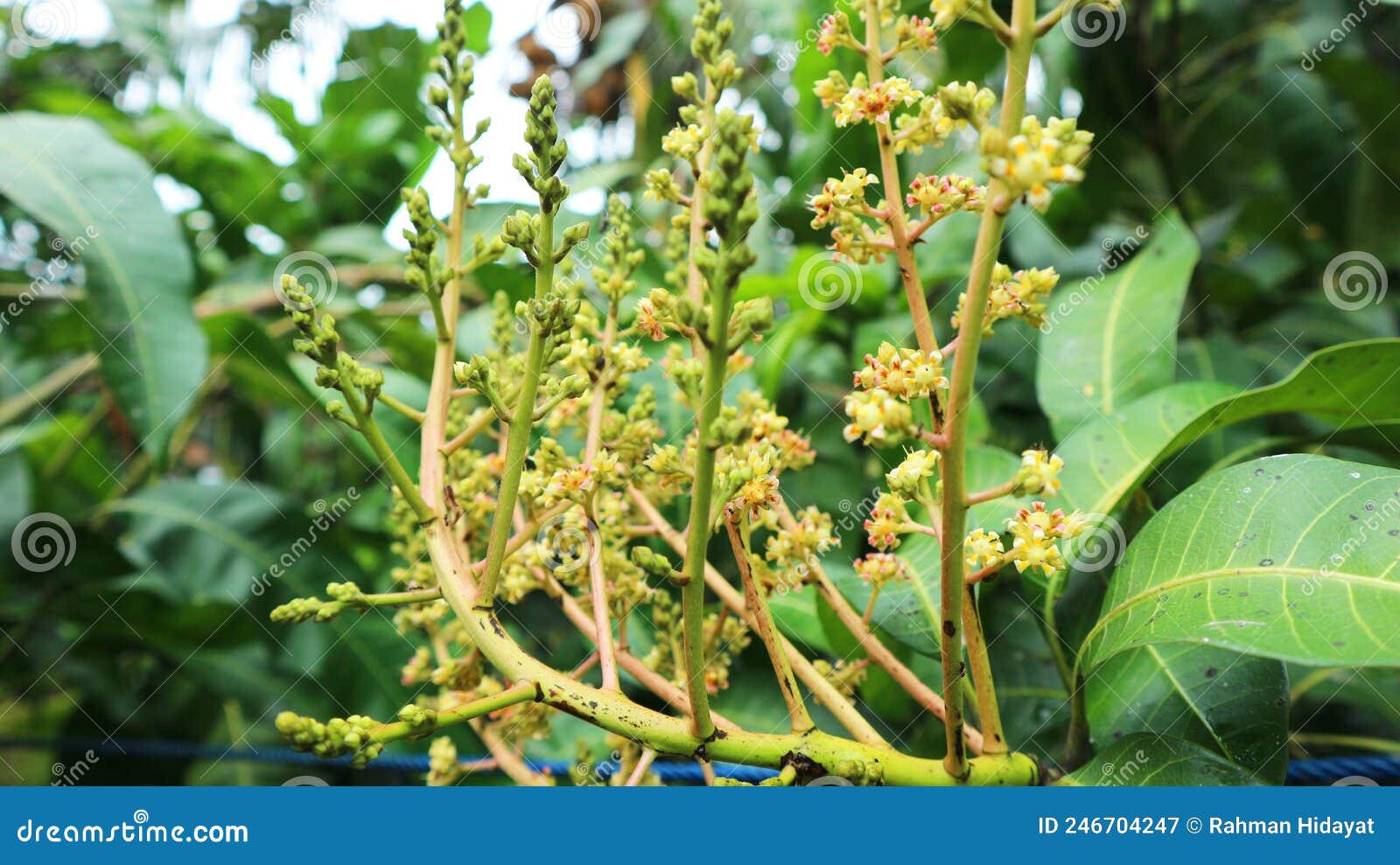 Mango Plants Bloom Before Fruiting Stock Photo - Download Image Now -  Agriculture, Animal, Animal Body Part - iStock