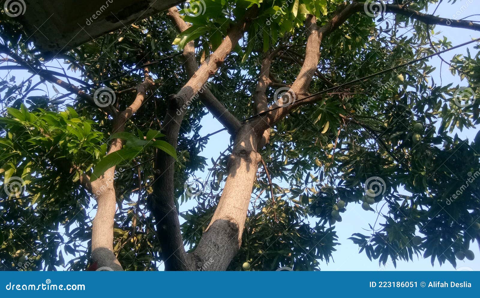 The Mango Ready for Harvest from Tree Stock Image Image of produce