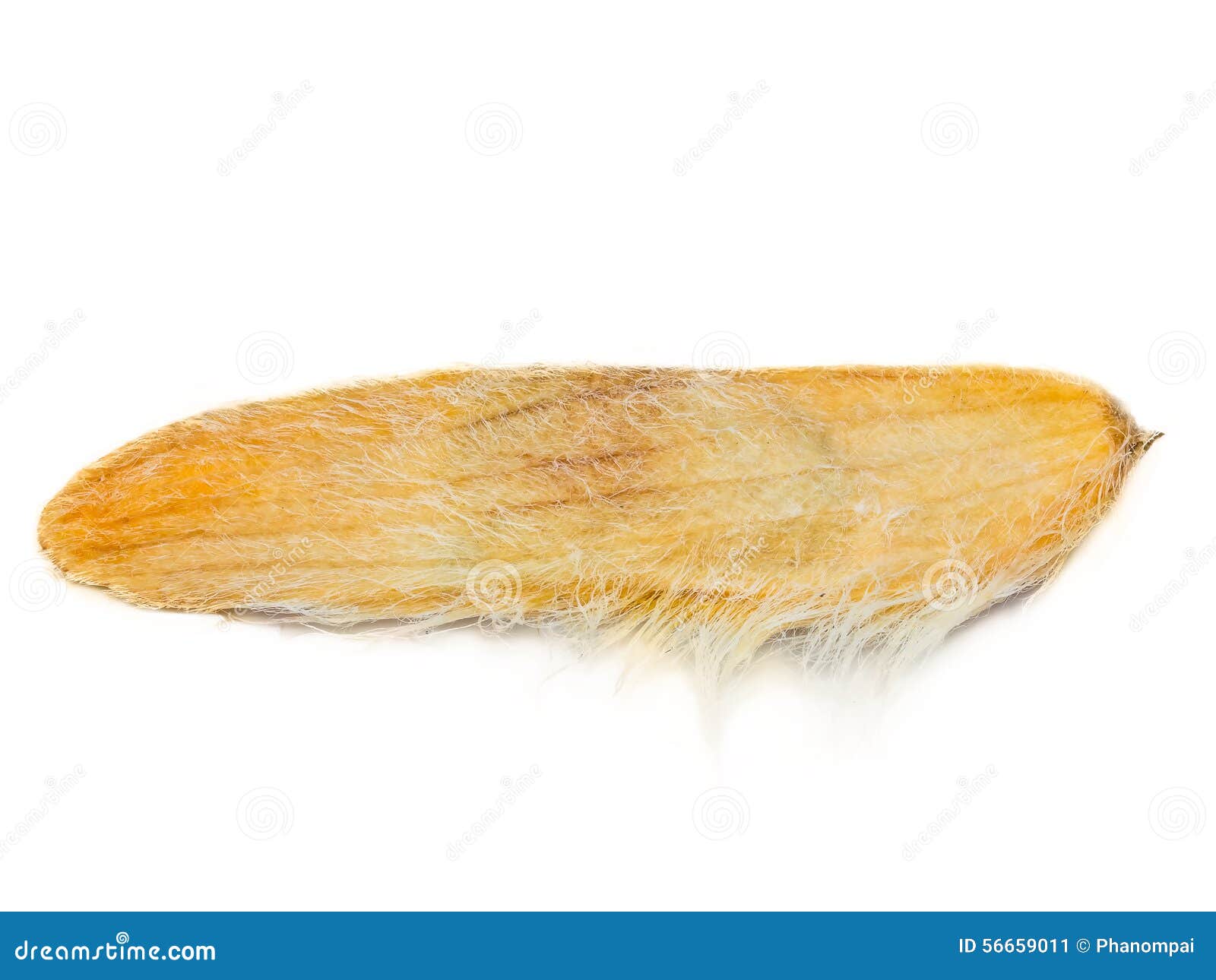 Mango seed stock image. Image of background, fruit, white 56659011