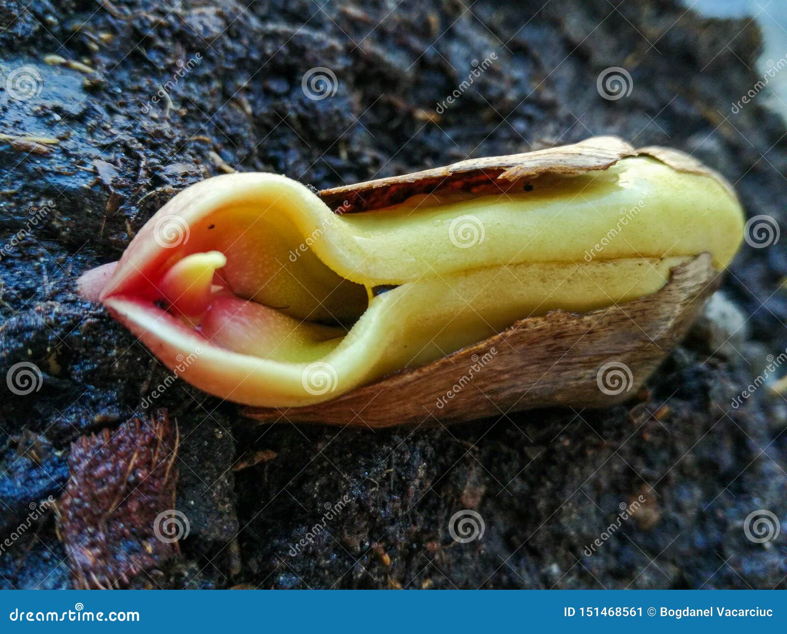 3 554 Planted Seed Photos Free Royalty Free Stock Photos From Dreamstime