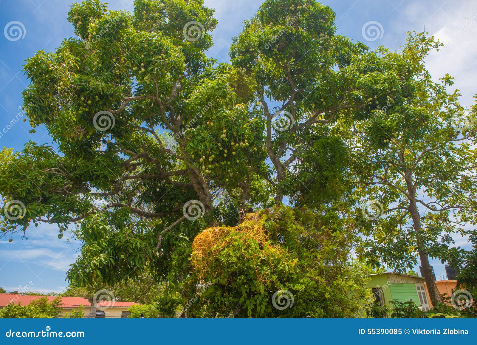 Mango tree stock image. Image of tropic, jamaica, leaf 55390085