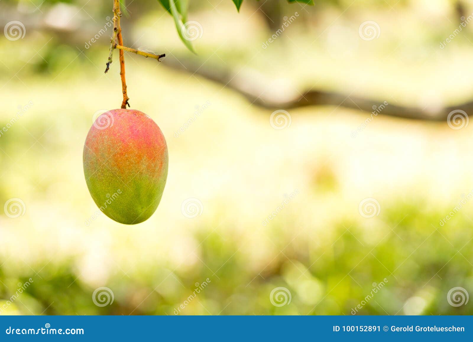 mango on a tree branch with a blurred background, vinales, pinar del rio, cuba. close-up. copy space for text.