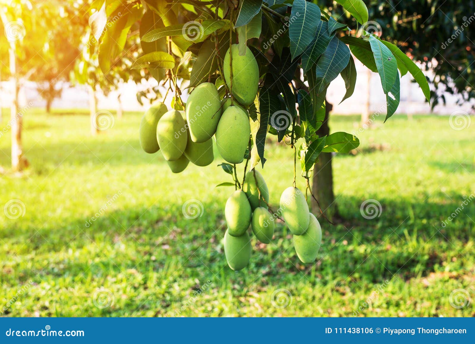 mango on the tree,fresh fruit hanging from branches,bunch of green and ripe mango