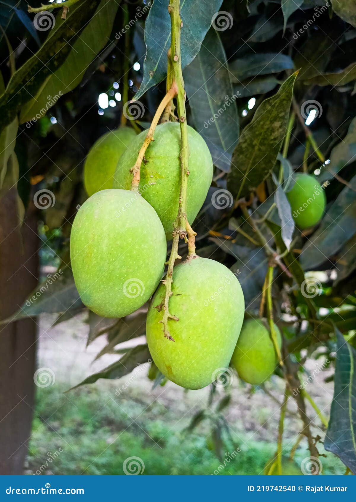 Mango on the tree stock photo. Image of mango, produce 219742540