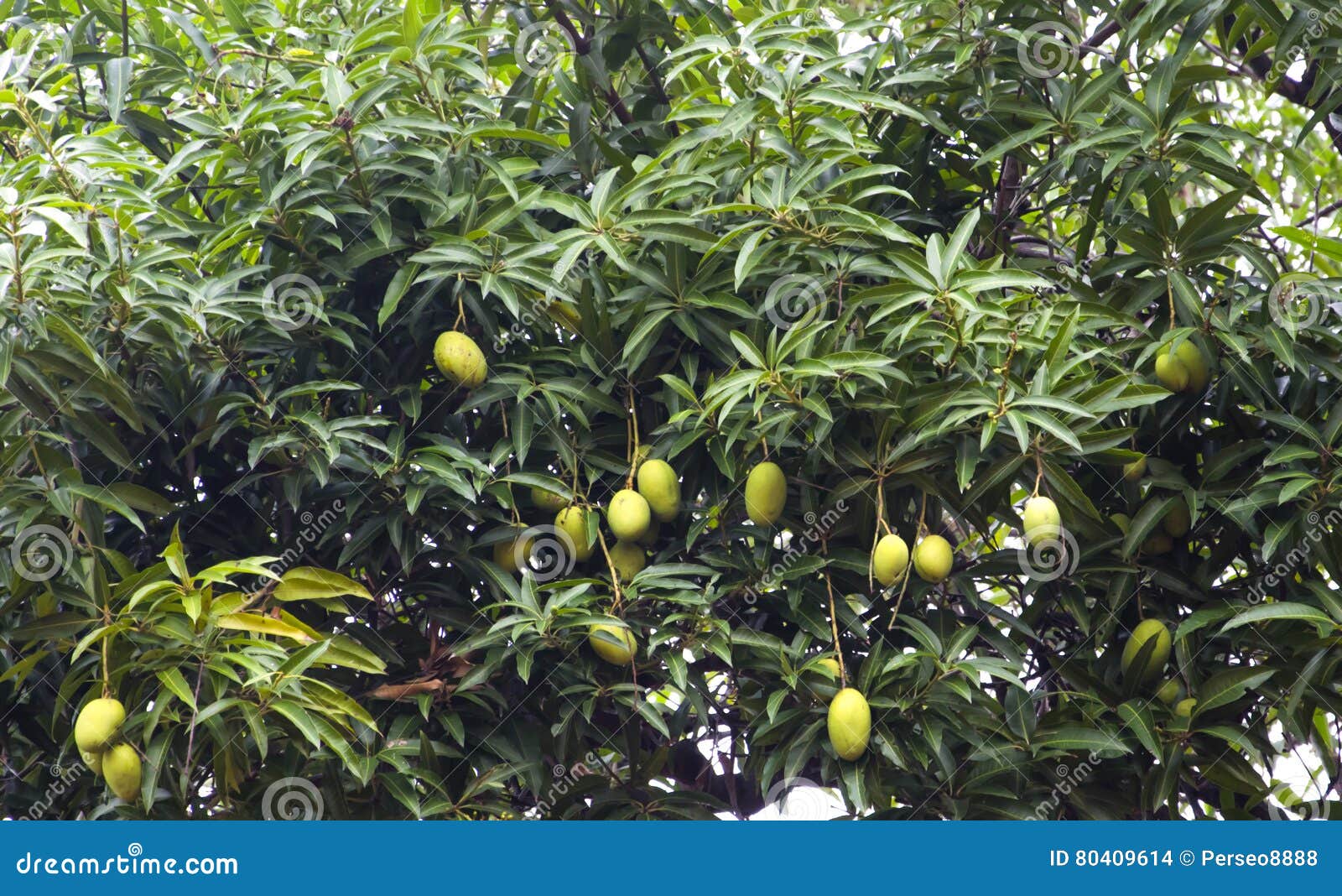 Mango Tree with Unripe Mangoes Stock Photo Image of closeup, organic
