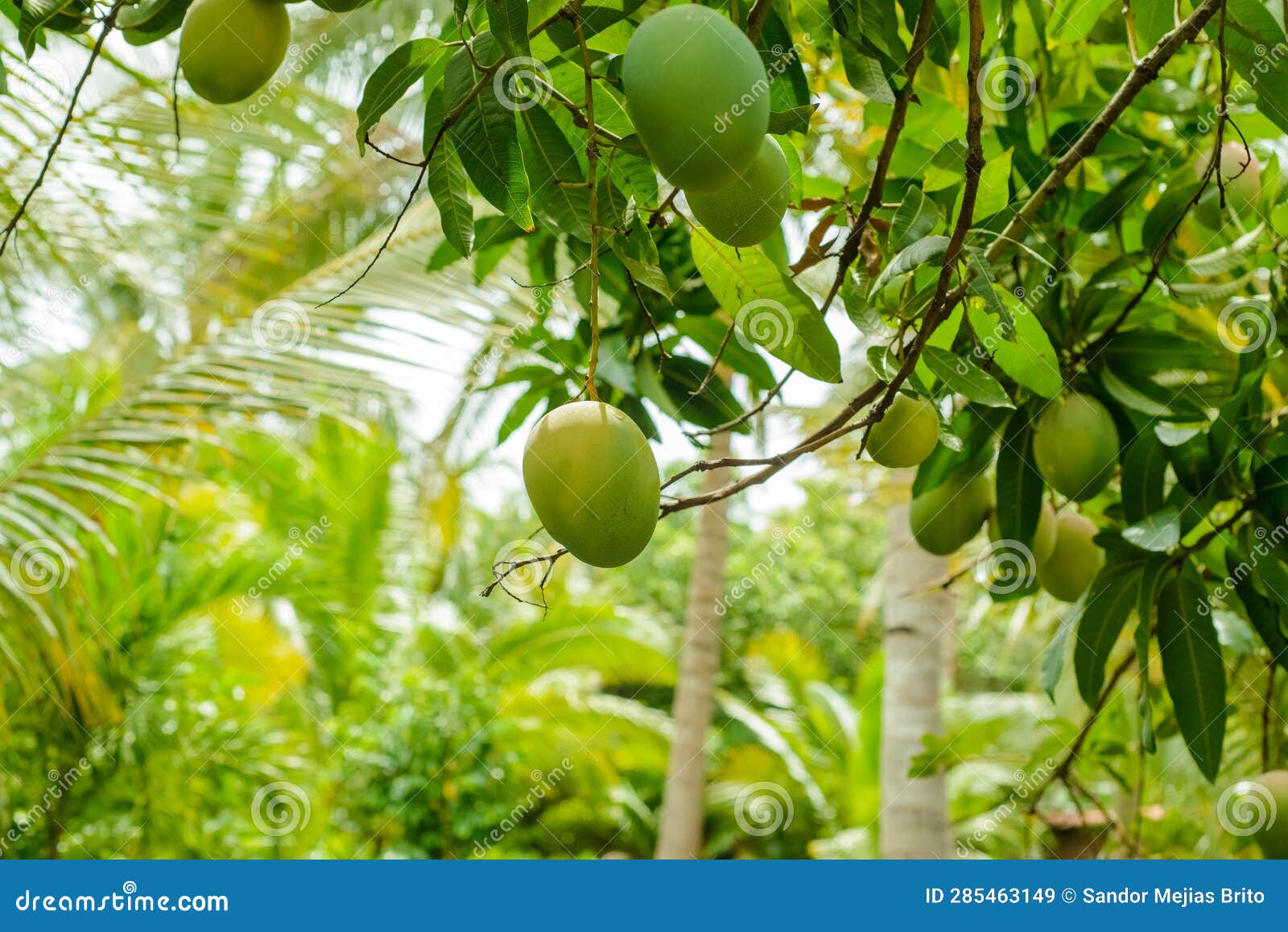 Mango trees with fruits stock image. Image of health 285463149