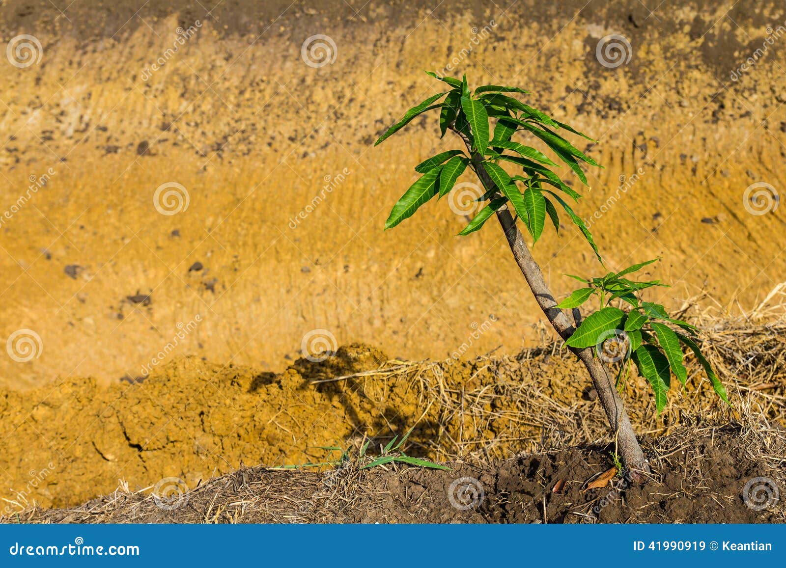 Mango trees ground stock image. Image of fruit, ecology 41990919