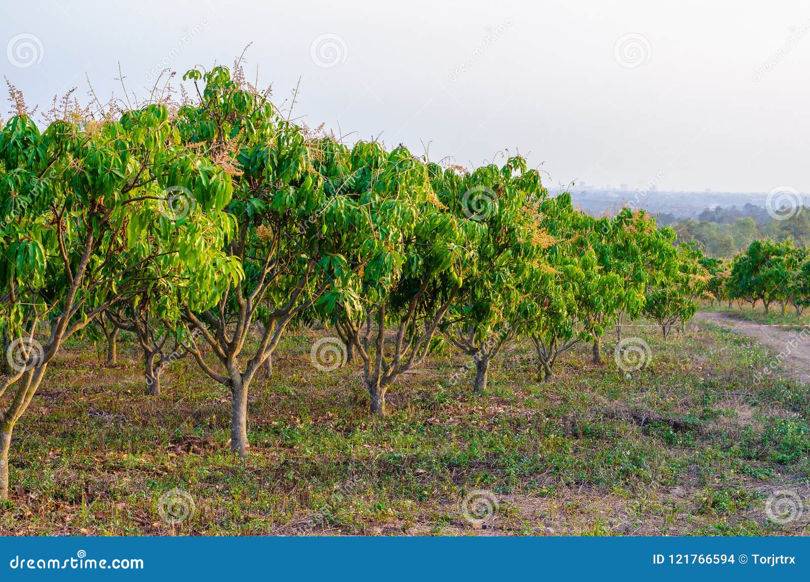 Mango Trees at Mango Orchard. Stock Photo Image of healthy, diet