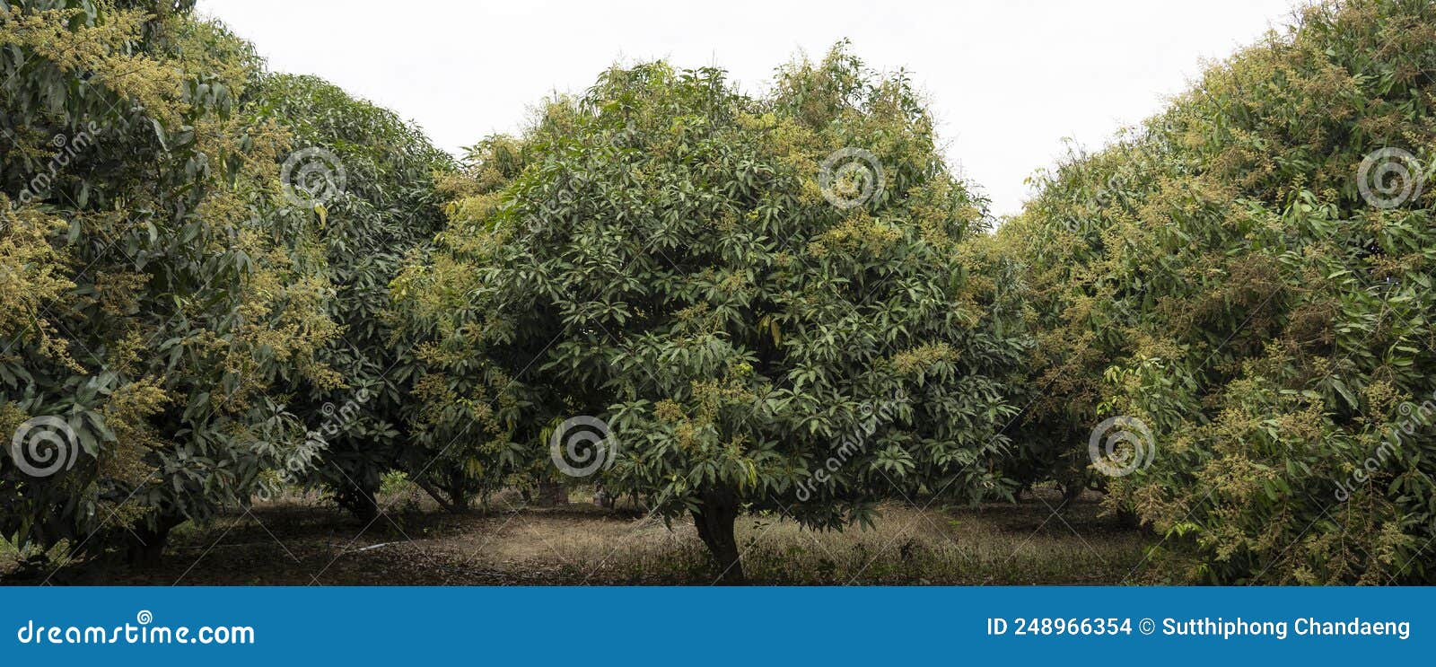 Mango Trees and Mango Orchards Stock Photo Image of bunch, field