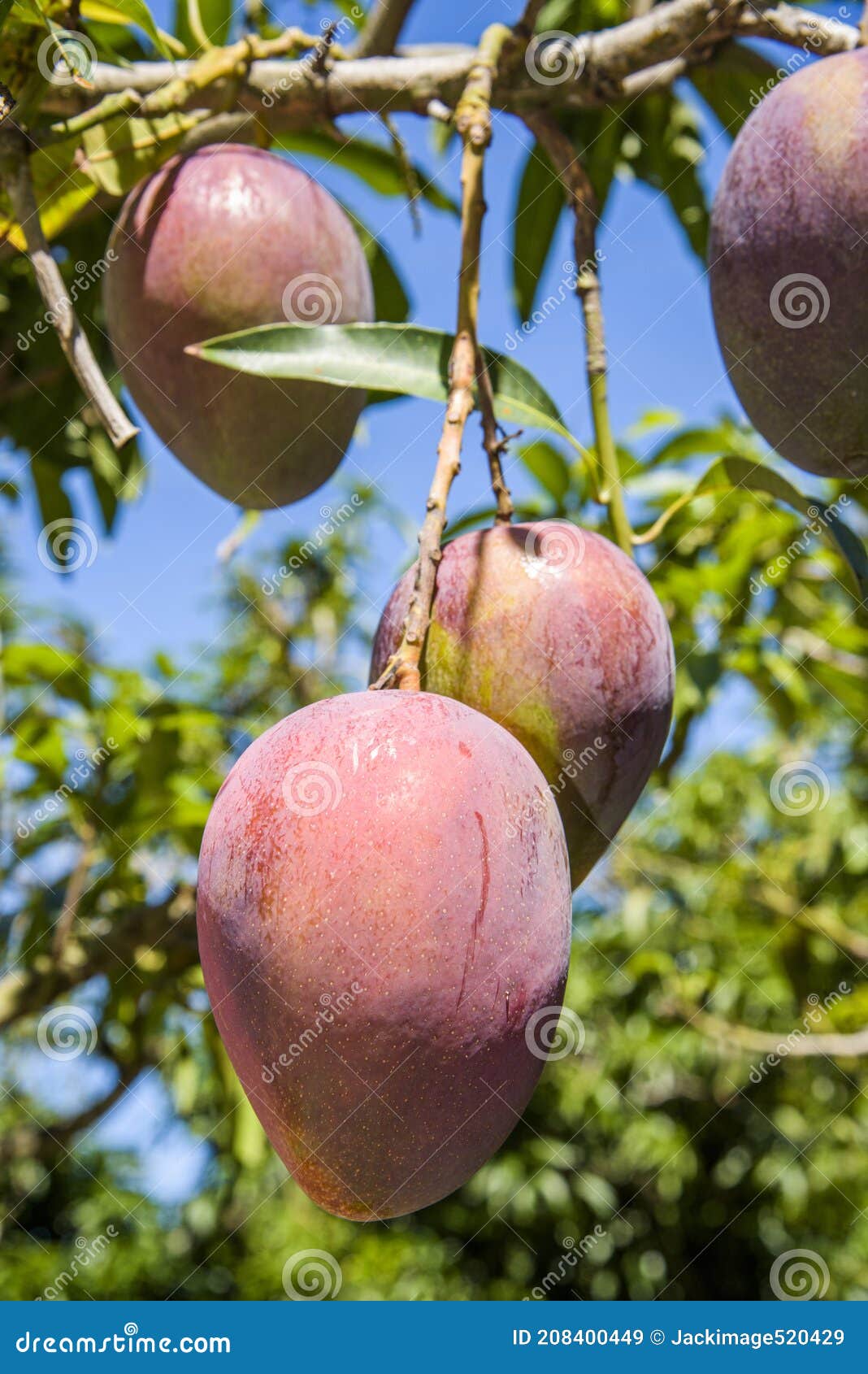 The Mango Trees in the Orchard Stock Image Image of garden, diet