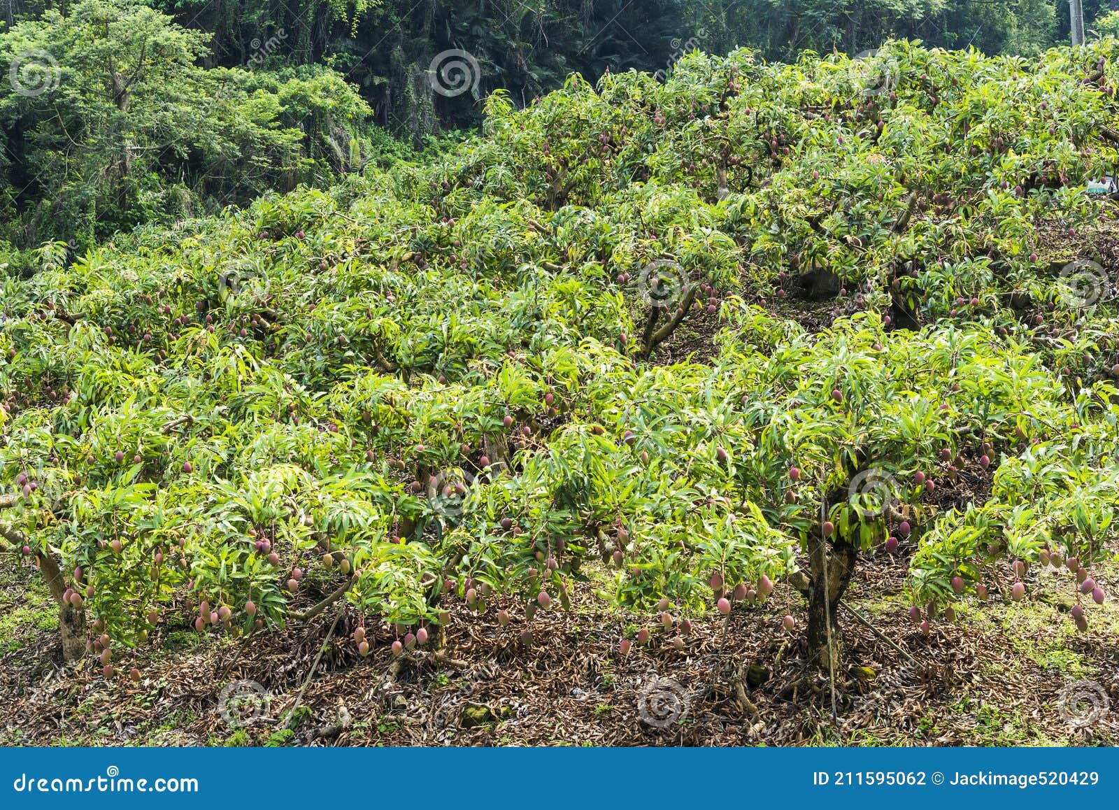 The Mango Trees in the Orchard Stock Photo Image of fruit