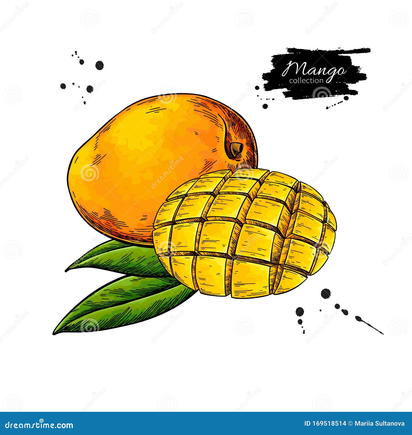  Mango Drawing Sketch with Pencil