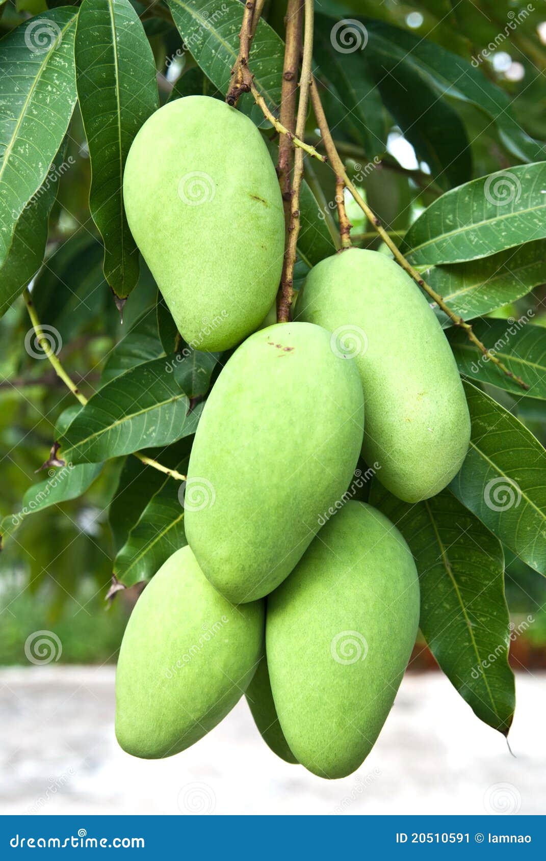 Mango verde imagen de archivo. Imagen de tailandia, mango 20510591