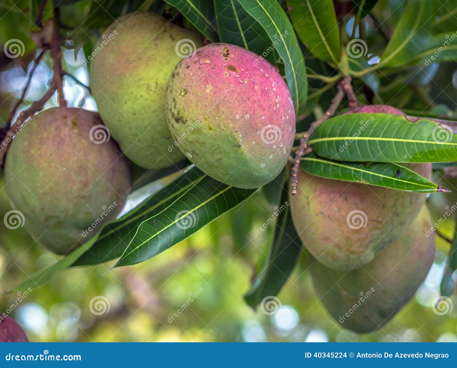 Mangoes stock photo. Image of appetizing, mangifera, tree 40345224
