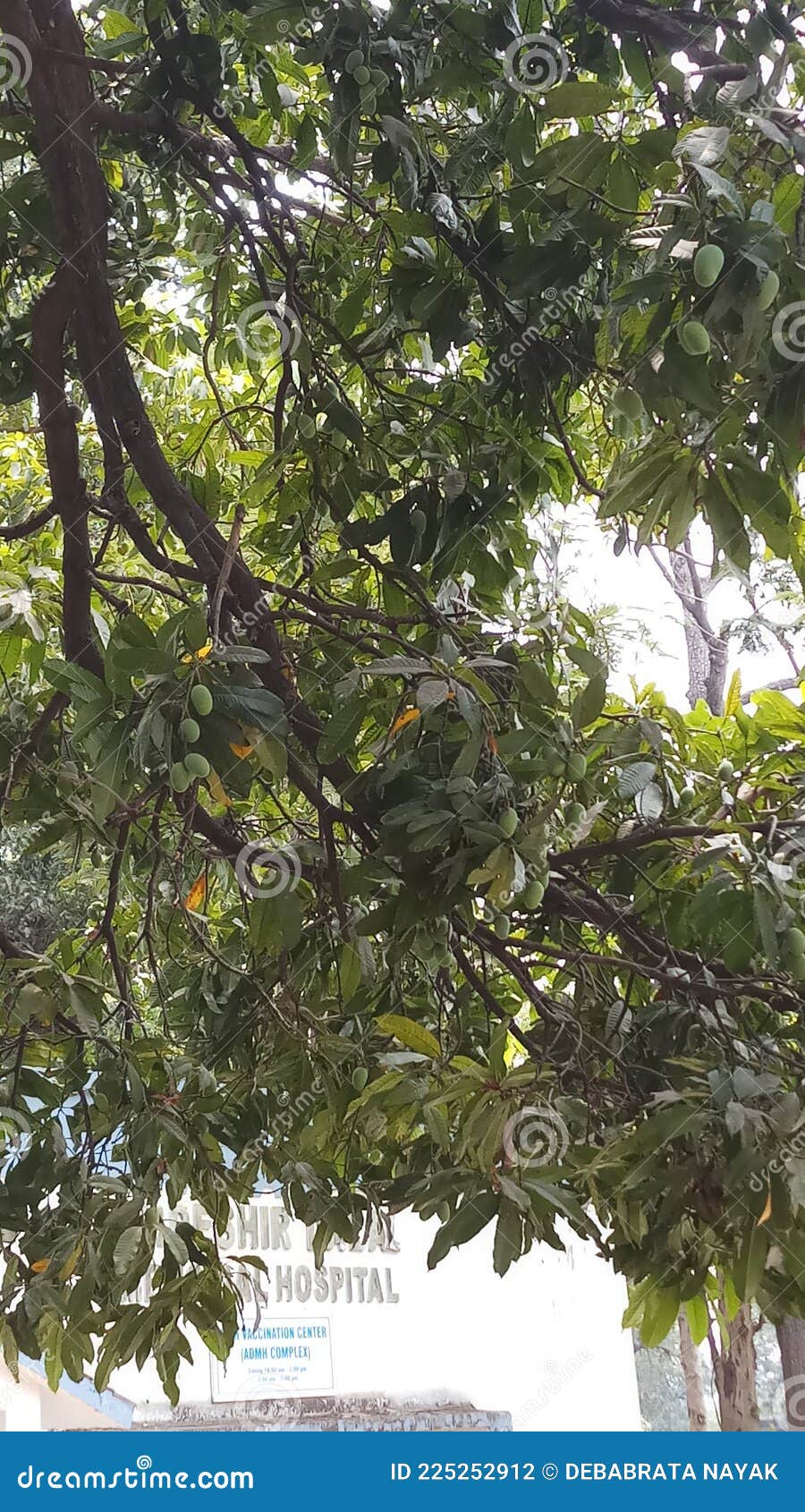 Mangoes in Mango Tree in India with Leaf Stock Photo Image of hang
