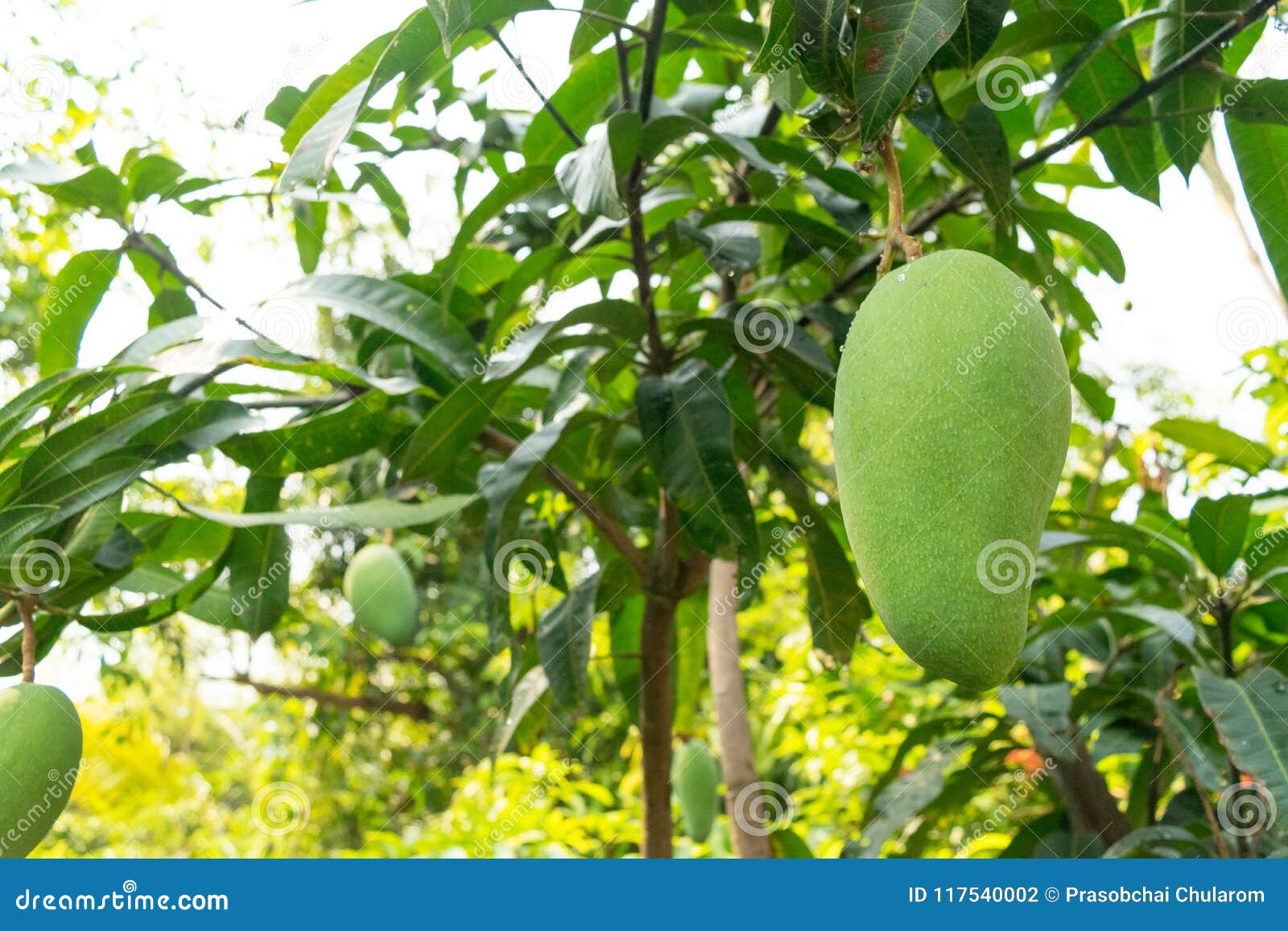 Mangoes on the Tree Grow Up Stock Photo Image of green, vegetarian