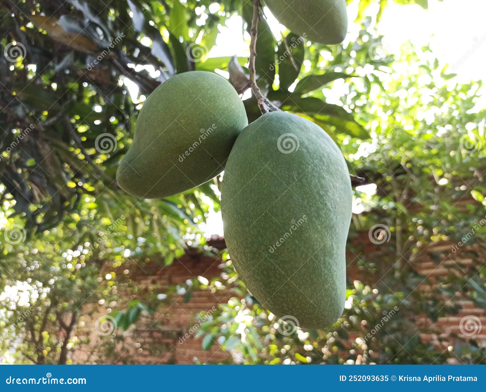 Mangoes Tree Yummy, Ready To Eat it Stock Image Image of deciduous