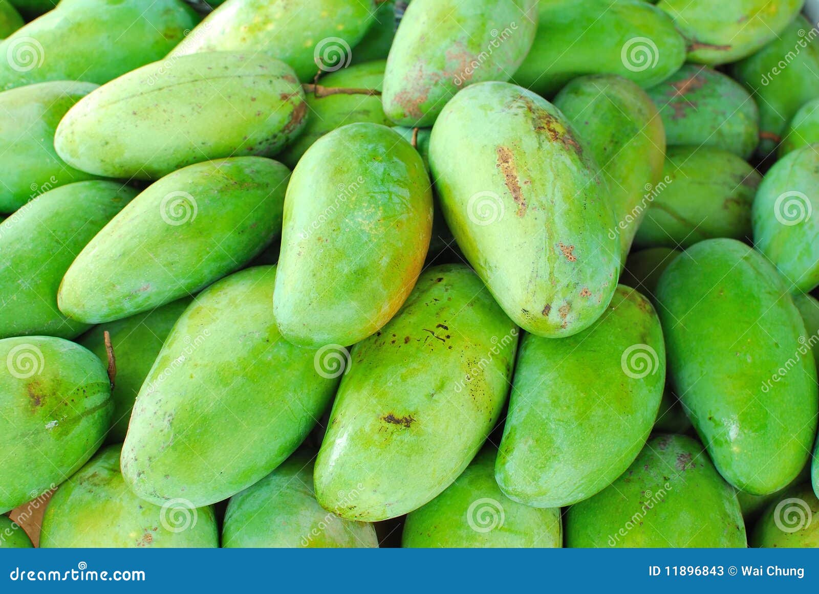 Mangos Verdes Recientemente Escogidos Imagen de archivo Imagen de