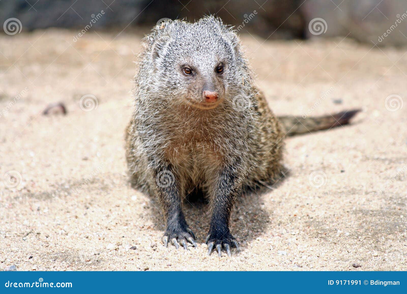 Mangosta imagen de archivo. Imagen de mongosta, vigilante 9171991