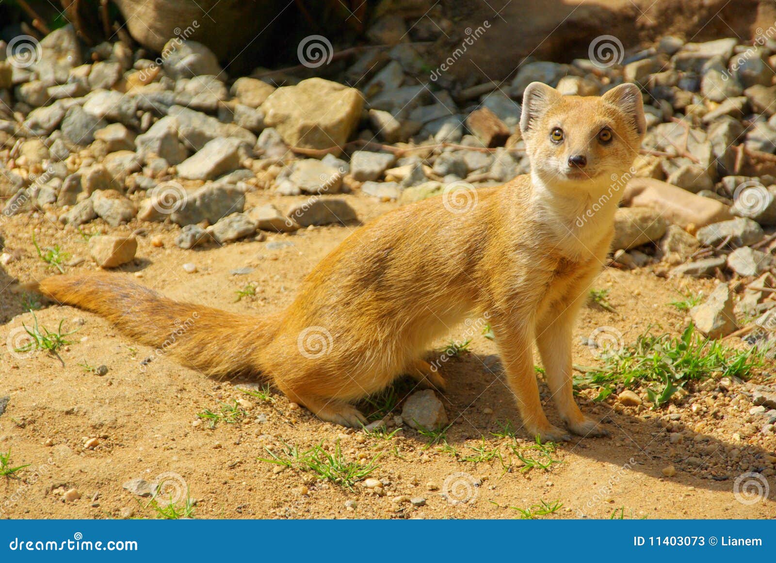 Mangosta amarilla imagen de archivo. Imagen de mongosta 11403073
