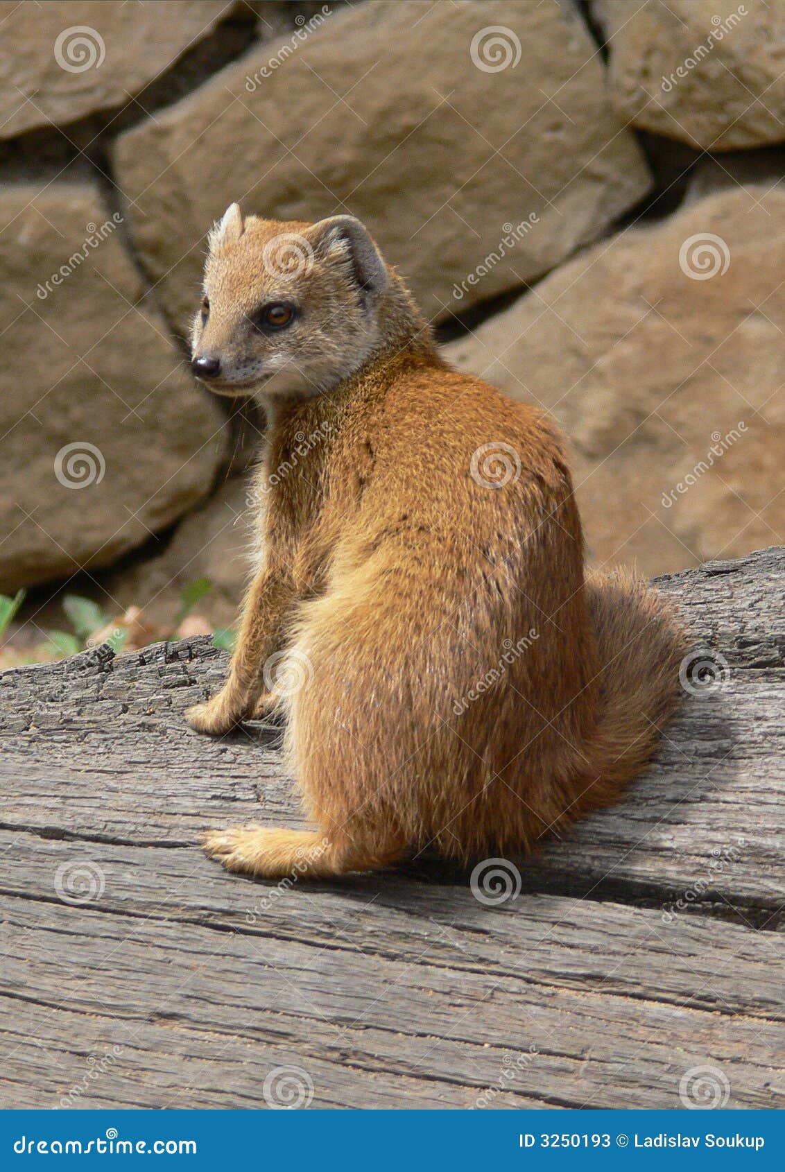 Mangosta amarilla imagen de archivo. Imagen de pelo, animal 3250193