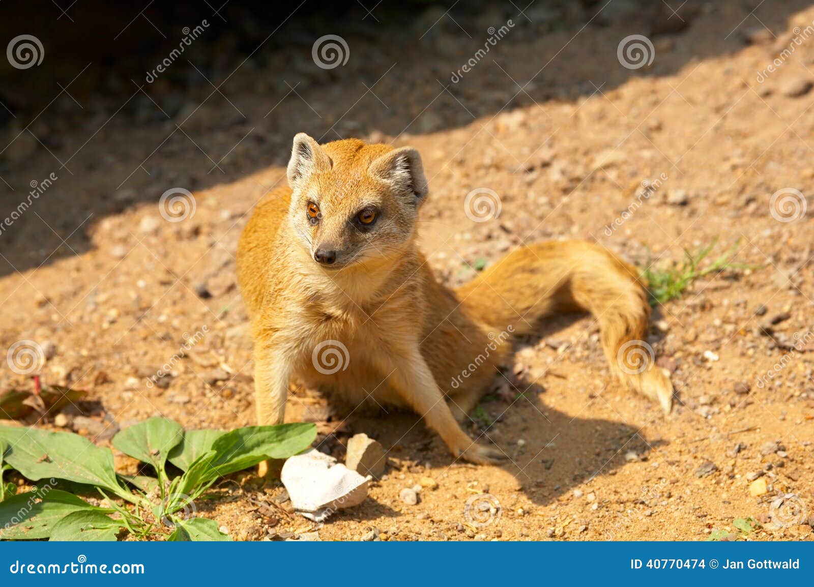 Mangosta amarilla foto de archivo. Imagen de piel, criatura 40770474