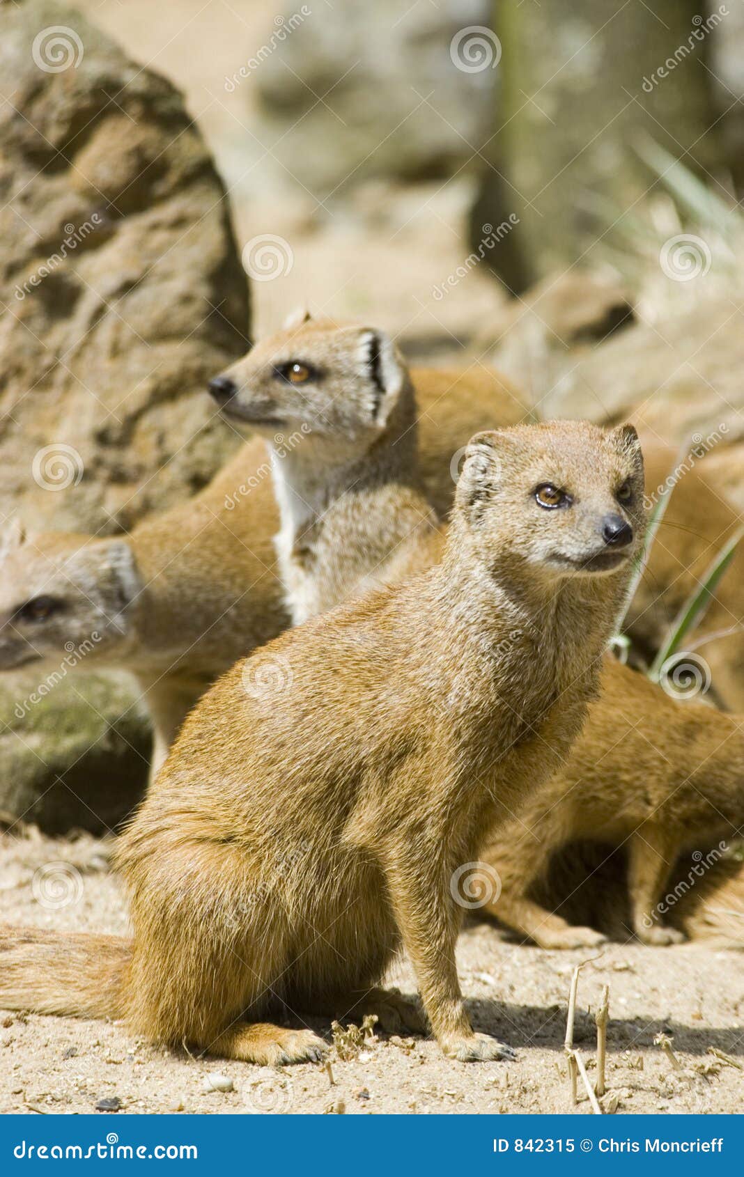 Mangosta amarilla imagen de archivo. Imagen de vigilancia 842315