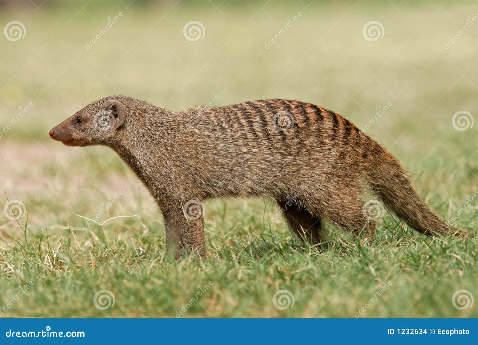 Mangosta congregada foto de archivo. Imagen de protector 1232634