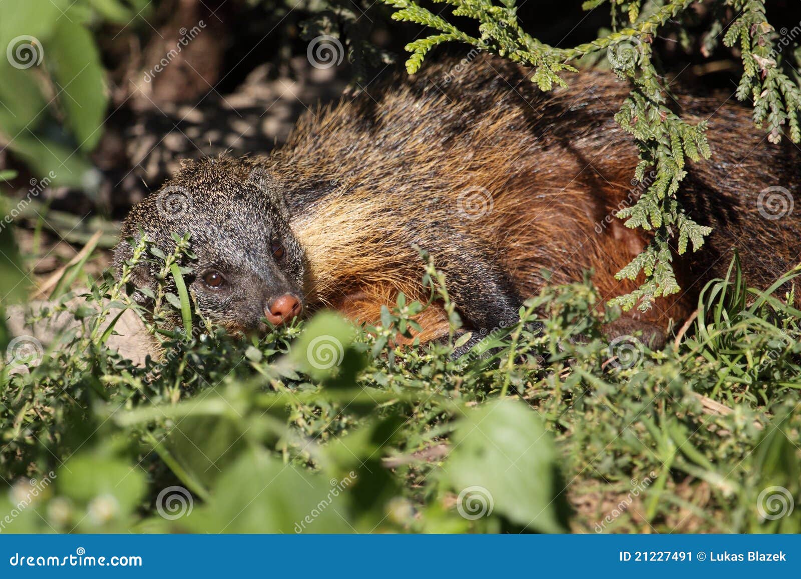 Mangosta congregada imagen de archivo. Imagen de hierba 21227491