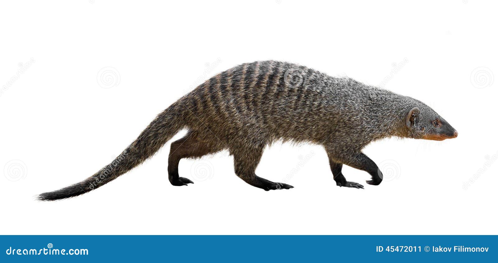 Mangosta congregada imagen de archivo. Imagen de corte 45472011