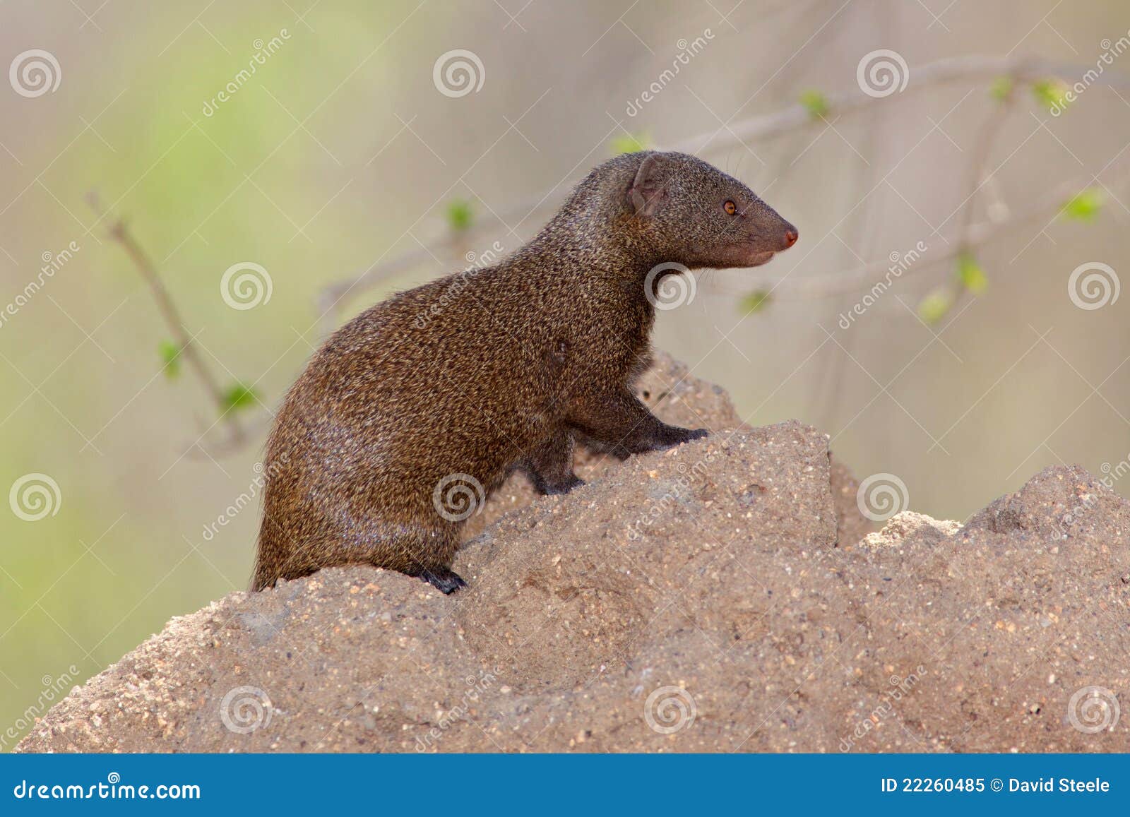 Mangosta enana imagen de archivo. Imagen de termita, territorial 22260485