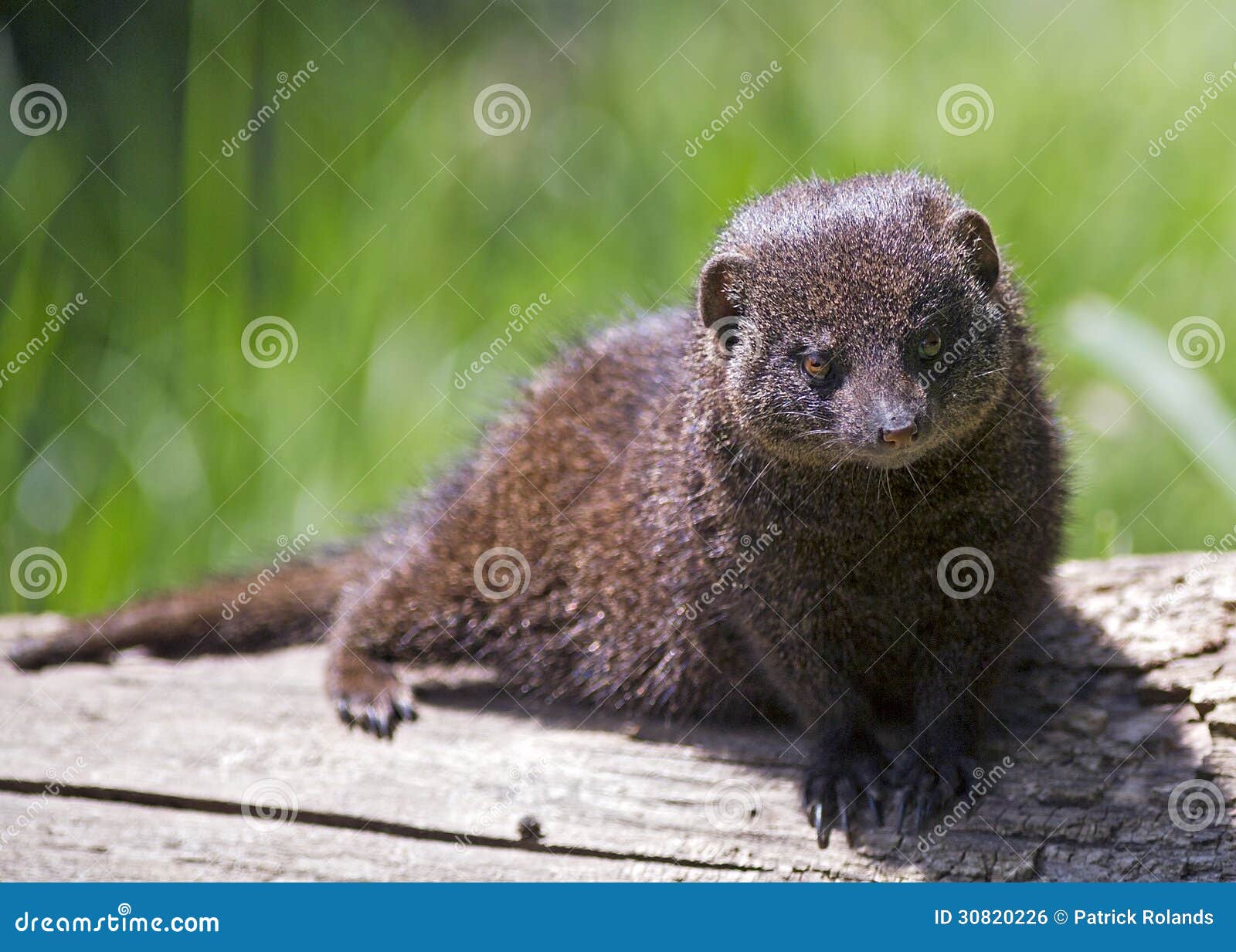 Mangosta enana foto de archivo. Imagen de piel, africano 30820226