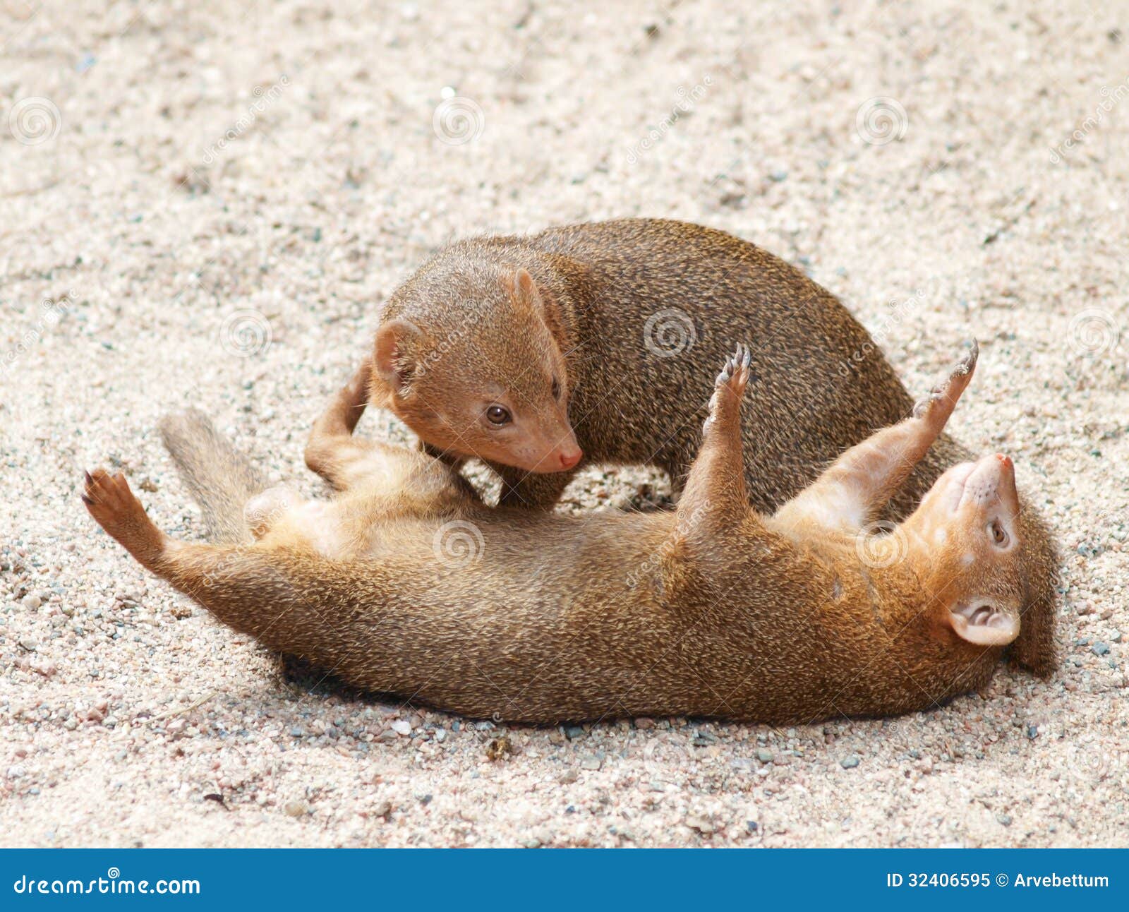 Mangosta enana imagen de archivo. Imagen de piel, parque 32406595
