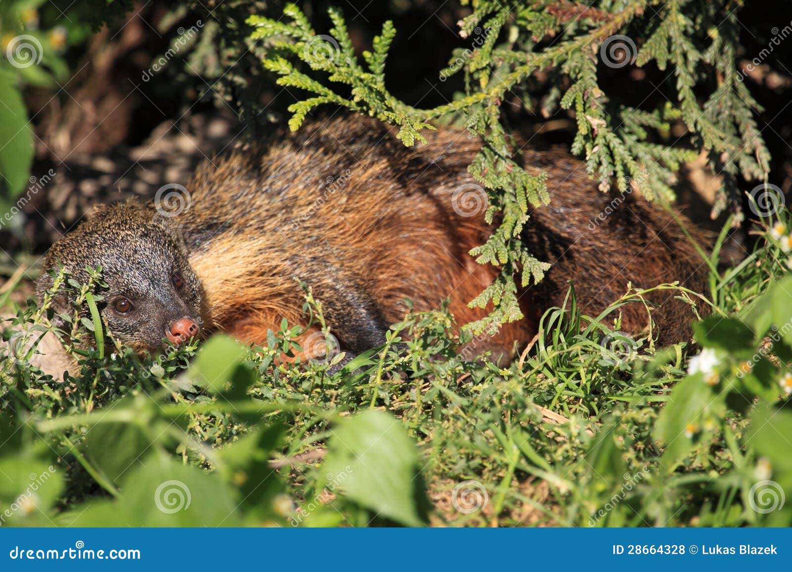 Mangosta gambiana foto de archivo. Imagen de hierba, roedor 28664328