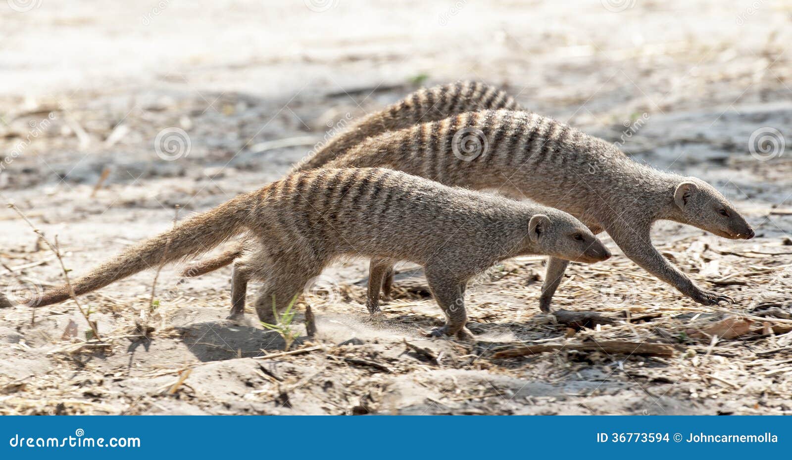 Mangosta rayada foto de archivo. Imagen de cubo, caminar 36773594