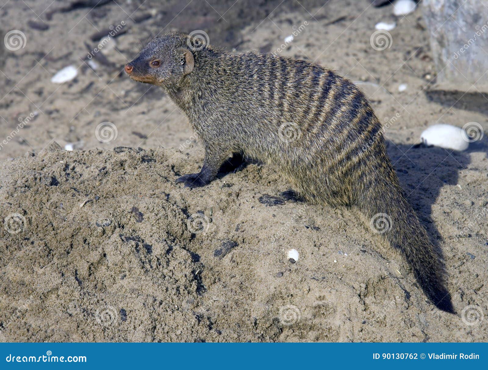 Mangosta rayada foto de archivo. Imagen de animal, serengeti 90130762