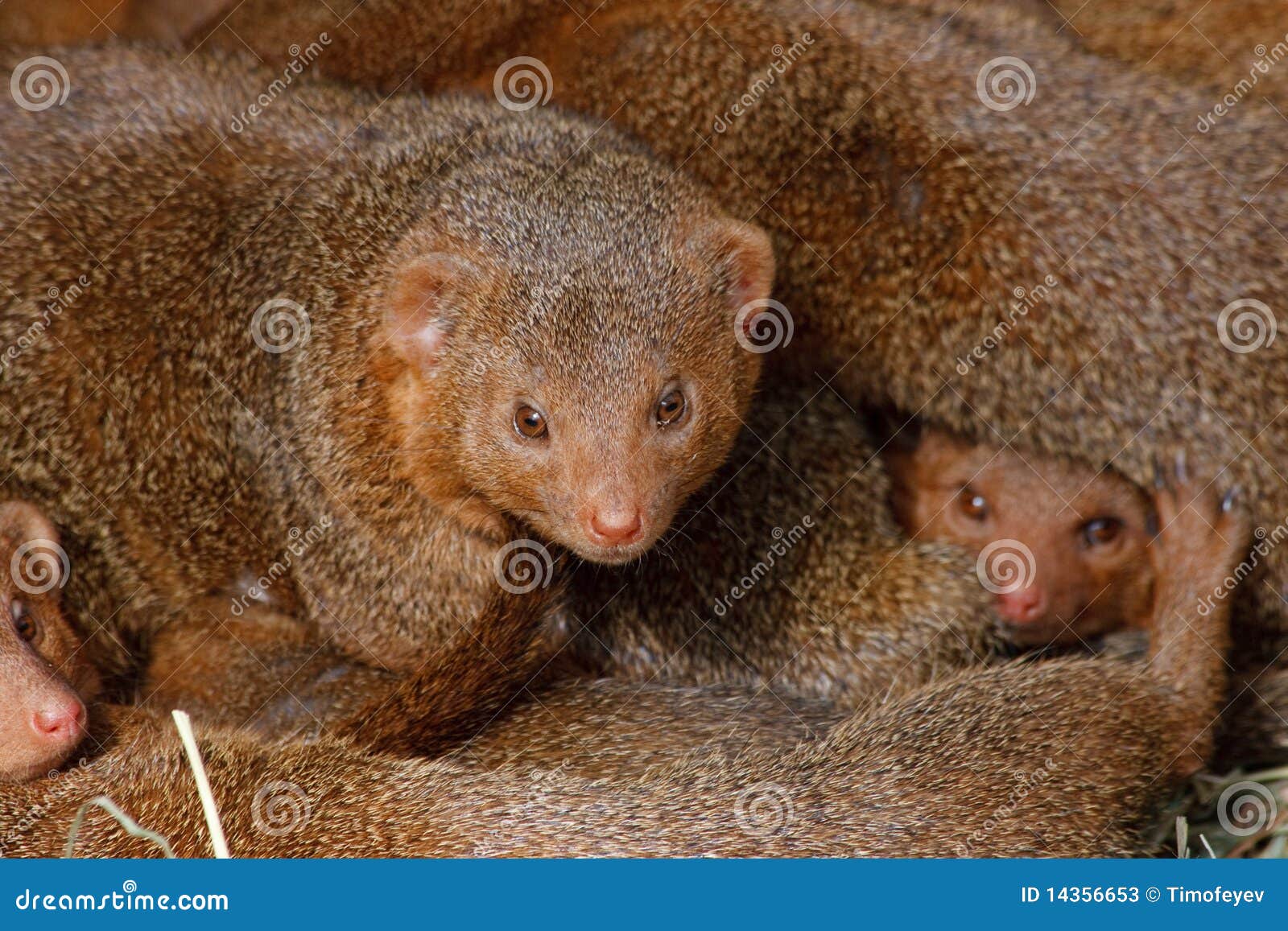 Mangostas, Cachorros. Fotos de archivo Imagen 14356653