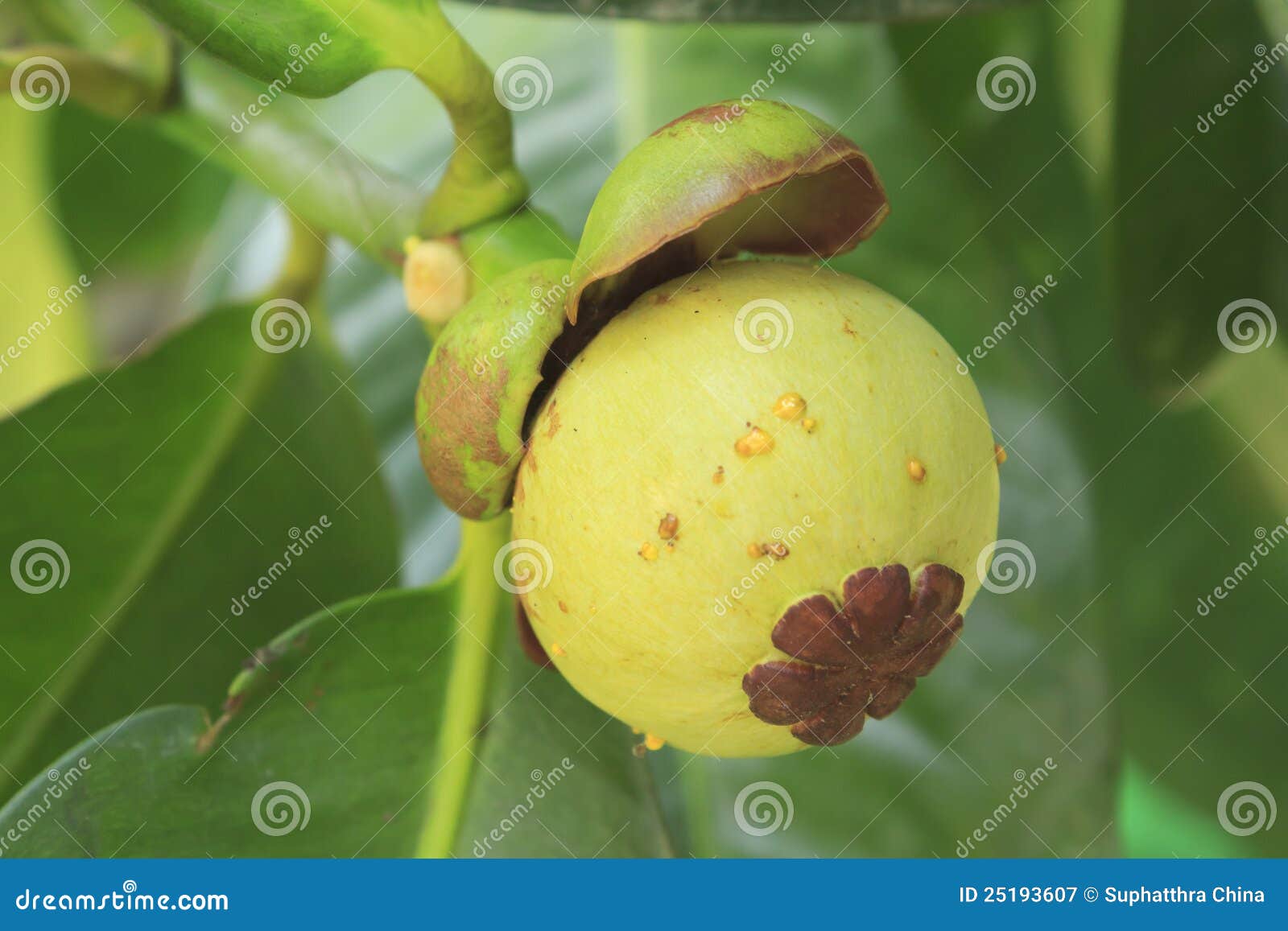 Mangosteen stock image. Image of refreshment, green, sweet 25193607