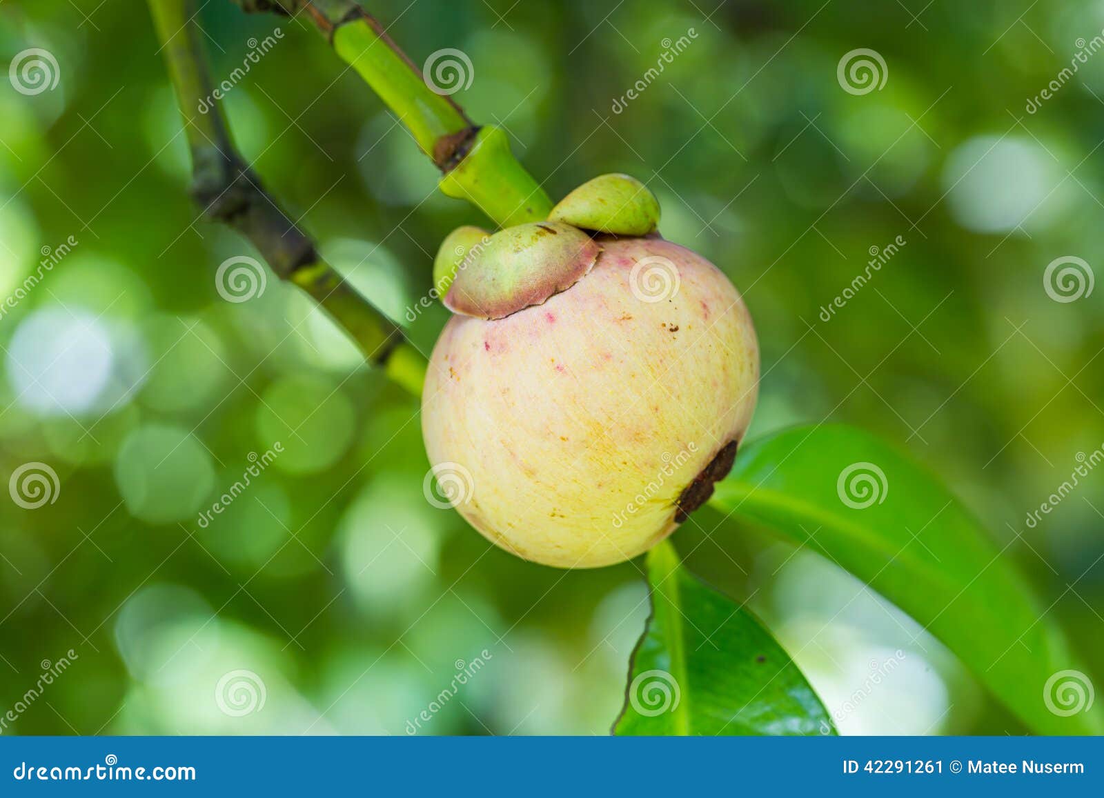 Mangosteen fruit stock image. Image of plant, fresh, edible 42291261