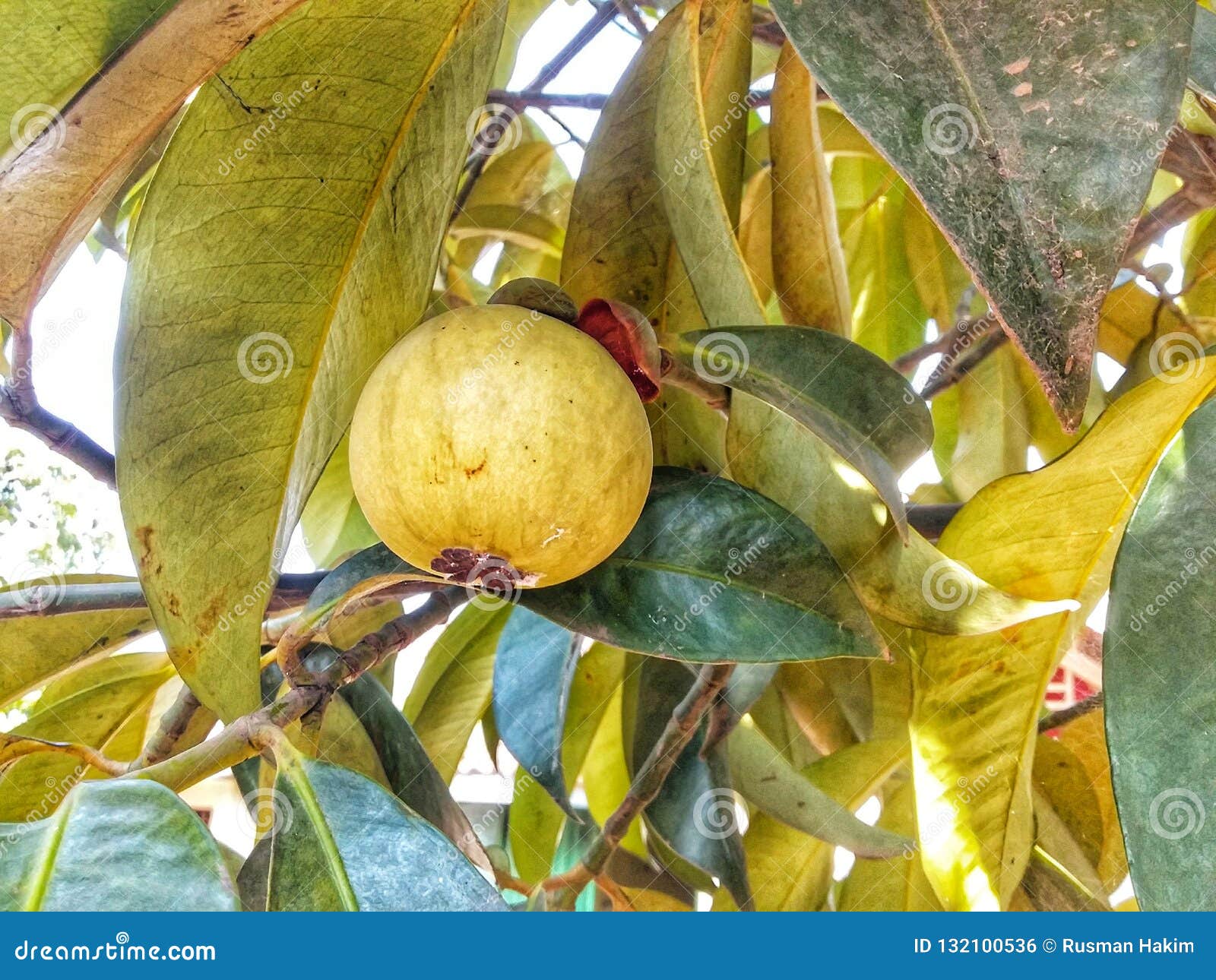Mangosteen fruit stock photo. Image of farm, mangosteen 132100536