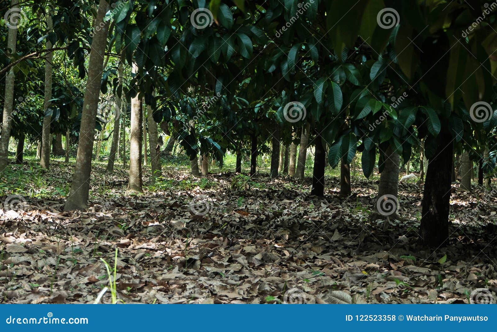 Mangosteen tree stock photo. Image of season, summer 122523358
