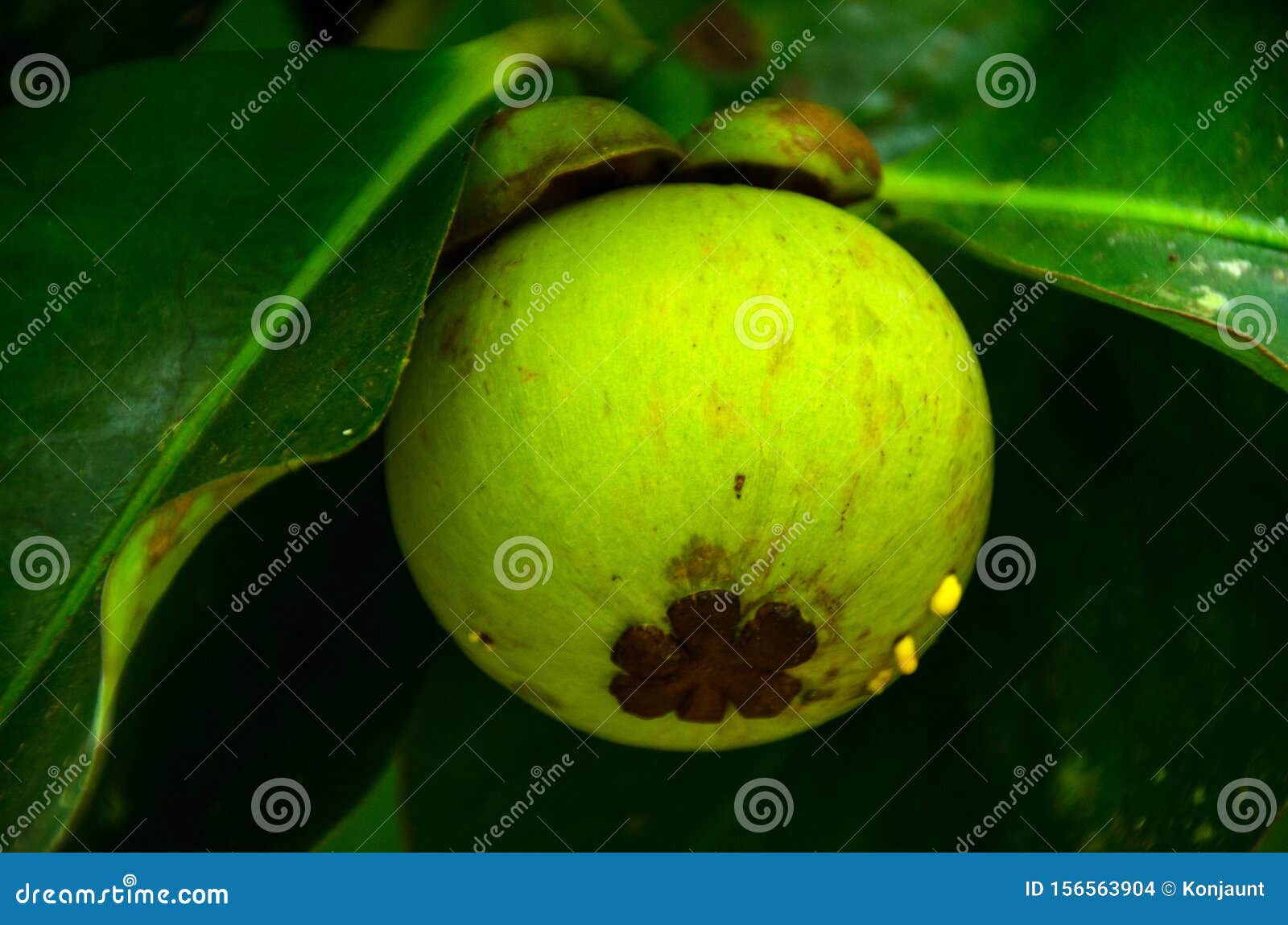 Mangoteen Fruit on Mangoteen Tree Stock Photo Image of organic, fruit